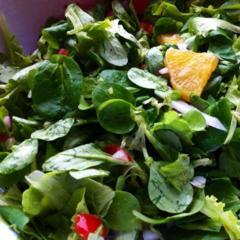 Mijn lunch salade - veldsla en andere tedere greens, een sinaasappel, een tomaat en een aantal verschillende soorten radijs